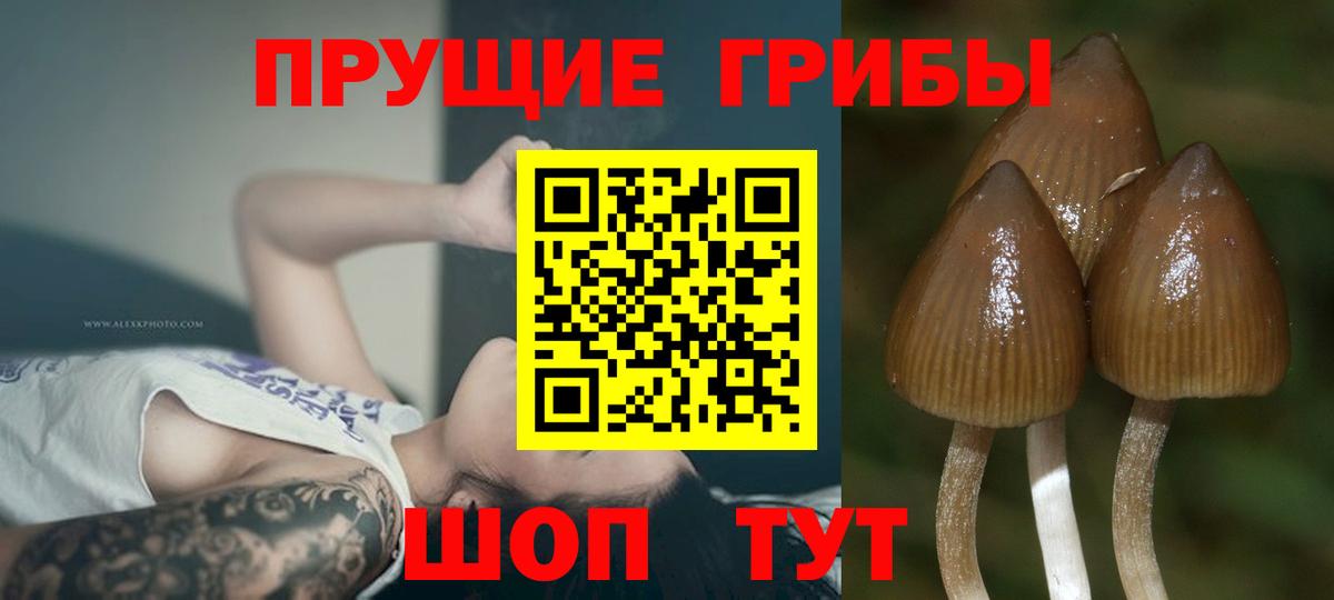 Златоуст  Псилоцибиновые грибы Psilocybine cubensis  Вход с VPN 